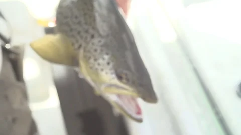 Brown trout release Stock Footage 90637738