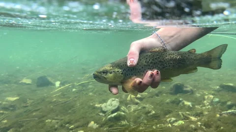 Brown Trout Release Stock Footage 168256607