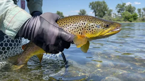 Brown trout release Video stock 202236370