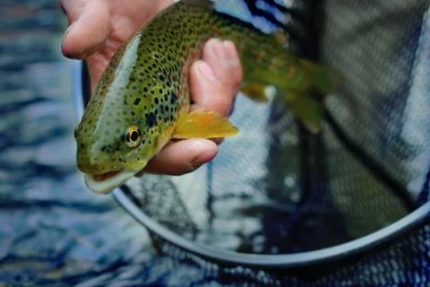 Brown trout release Foto stock