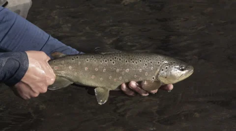 Brown Trout Release Slow Motion Stock Footage 68676481