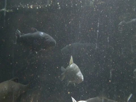 Brown trout (Salmo trutta morpha fario). Video stock 74616397