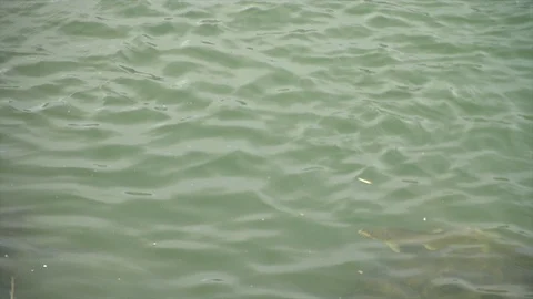 Brown Trout Scene Stock Footage 101434561