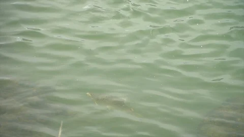 Brown Trout Scene Stock Footage 101434563