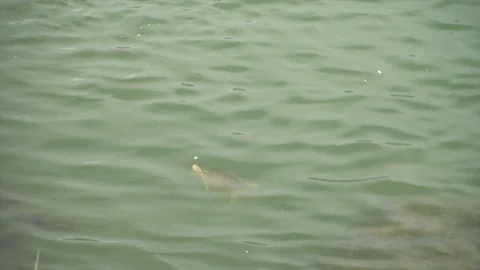 Brown Trout Scene Stock Footage 101435386