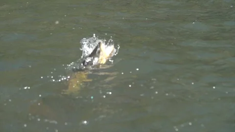 Brown Trout Scene Stock Footage 101436482