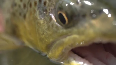 Brown Trout Scene Stock Footage 101438291