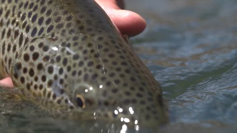 Brown Trout Scene Stock Footage 108701748