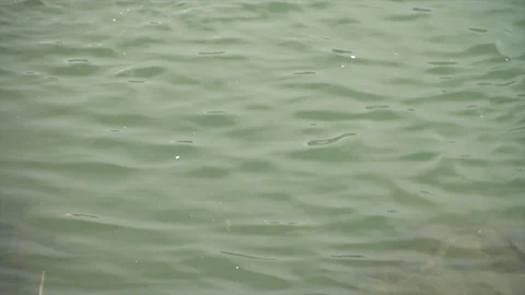 Brown Trout Scene Stock Footage 108701850