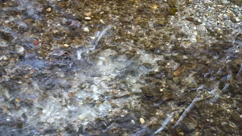 Brown Trout spawning 스톡 동영상 231673412
