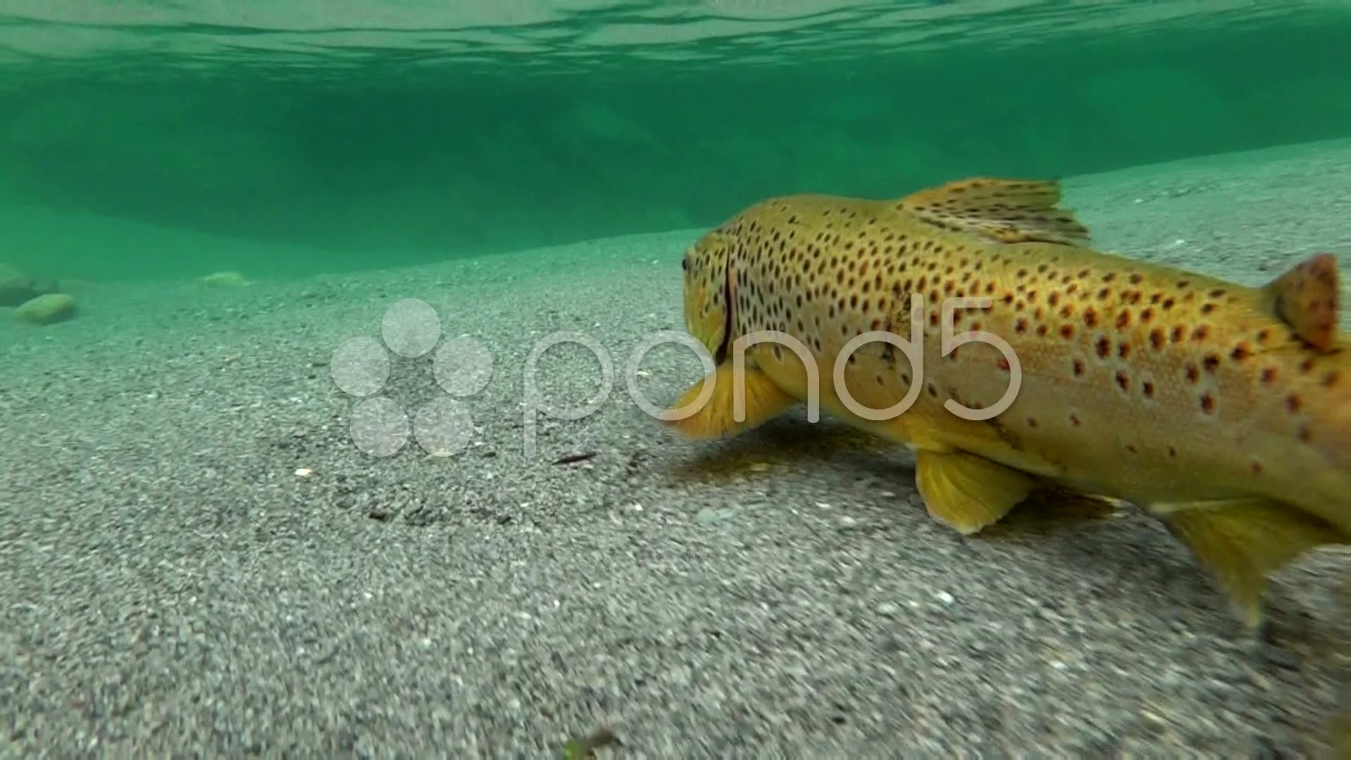 trout swimming underwater