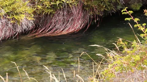 Brown trout taking nymph 库存影片 36472274
