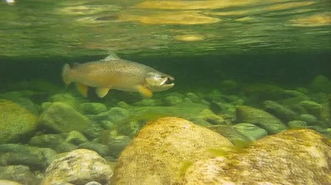 Brown trout underwater Vidéo 10841988