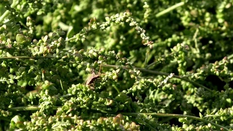 Brown true bug species (gonocerus acuteangulatus) on green plants, insect, bug Stock Footage 80273487