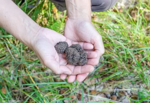 Brown truffles Stock Photos