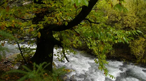 Brown trunk Video stock 35927388