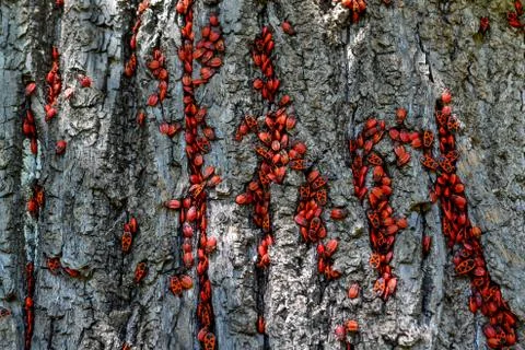 Brown trunk of tree. Red spotted beetles on the bark Stock Photos