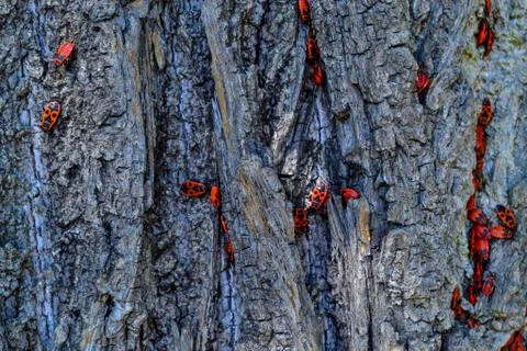 Brown trunk of tree. Red spotted beetles on the bark Stock Photos