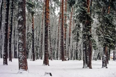Brown trunks of large pine trees and among hvoyah in winter snow, frosty day. Stock Photos