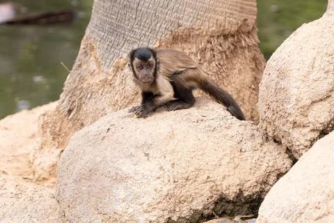 Brown tufted capuchin gets a close up on a sunny day in captivity Stock Photos
