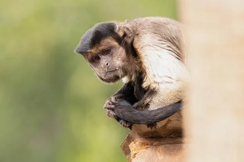 Brown tufted capuchin gets a close up on a sunny day in captivity Stock Photos