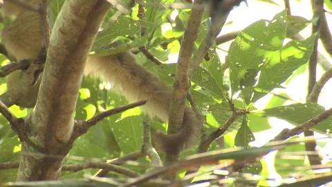 Brown Tufted Capuchin Monkey Sitting Eating Using Prehensile Tail to Hold Branch Stock Footage 133961749