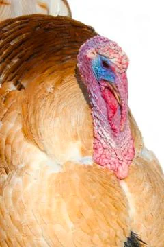 Brown turkey in close-up Stock Photos