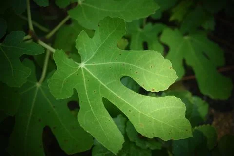 Brown Turkey Fig Leaf Stock Photos