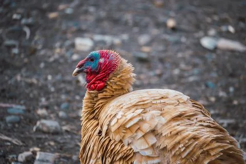 Brown turkey head in the field Stock Photos