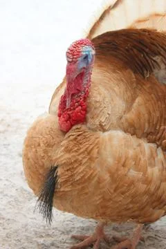 Brown turkey 스톡 사진