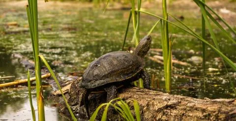 Brown turtle basking in the summer sun Stock Photos