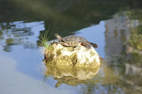 Brown turtle lying on a stone Stock Photos
