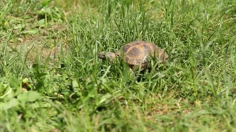 Brown turtle moving through the scene on green grass Stock Footage 76930650