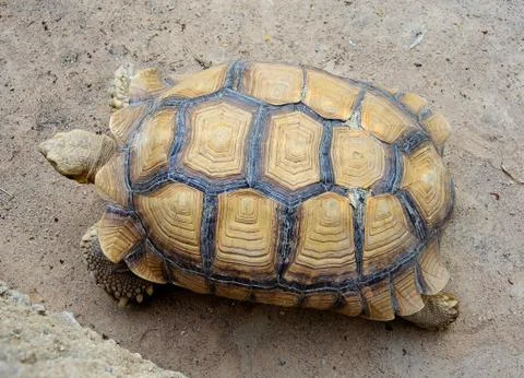 Brown turtle Stock Photos