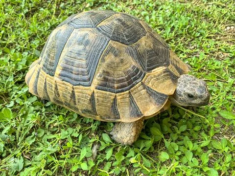 Brown turtle standing on green grass. Studio Photo Stock Photos