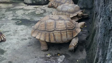 Brown turtle walking in its enclosure Video stock 277210575