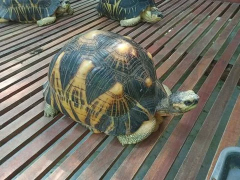 Brown turtle in the zoo Stock Photos