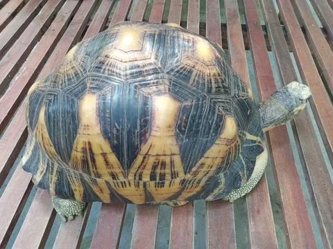 A brown turtle in the zoo Stock Photos