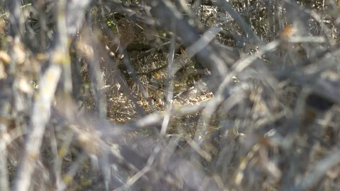 Brown twigs in the forest close up Stock Footage 117617115