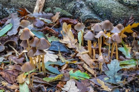 Brown umbrella shaped toadstools Stock Photos