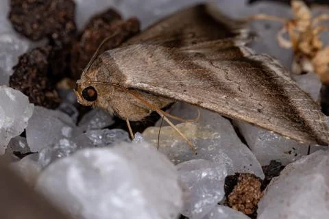 Brown Underwing Moth Stock Photos