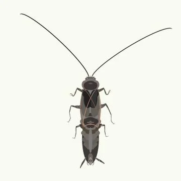 Brown urban cockroach. Stock Illustration