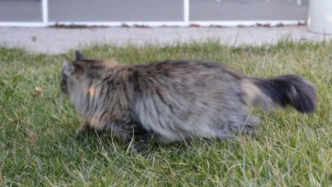 Brown version of siberian cat outdoor in a garden, purebred male Stock Footage 103096713