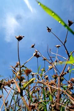 , brown vertical view of tropical grass from the bottom and the framing of the  Stock Photos