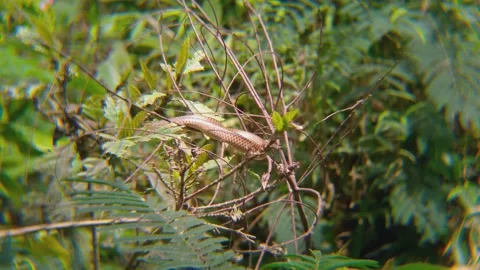 Brown Vine Snake Clearly Visible on Dry Branches in Tropical Forest Vidéo 343604991