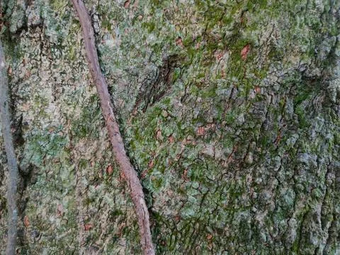 A brown vine stem extends vertically across a rough tree bark covered with .. Stock Photos