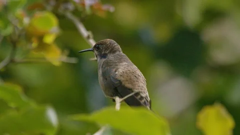 Brown violetear hummingbird sitting on branch and observing, Costa Rica Stock Footage 123722406