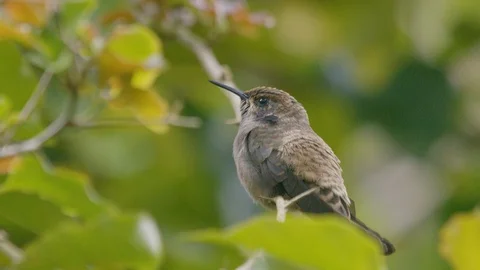 Brown violetear hummingbird sitting on branch and observing, Costa Rica Vidéo 123722502