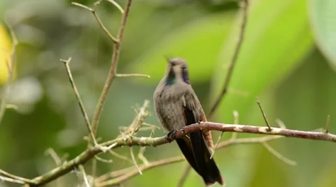 Brown Violetear Hummingbird taking flight Stock-Footage 64826311