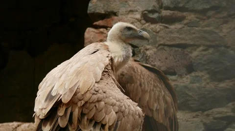 Brown Vulture Sitting Vidéo 56343780